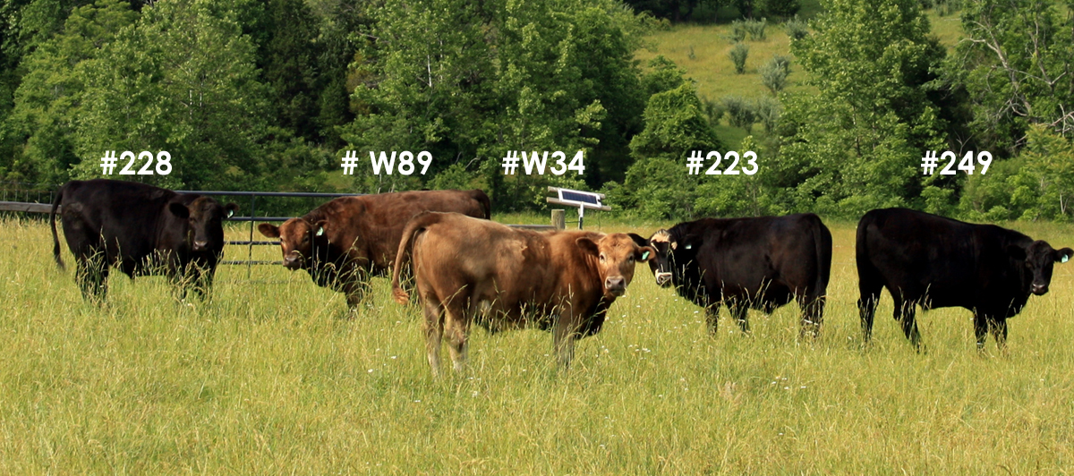 Five of our six steer for 2011